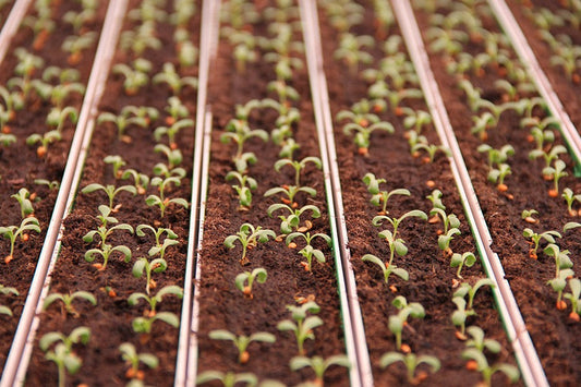 Germinación con luz LED