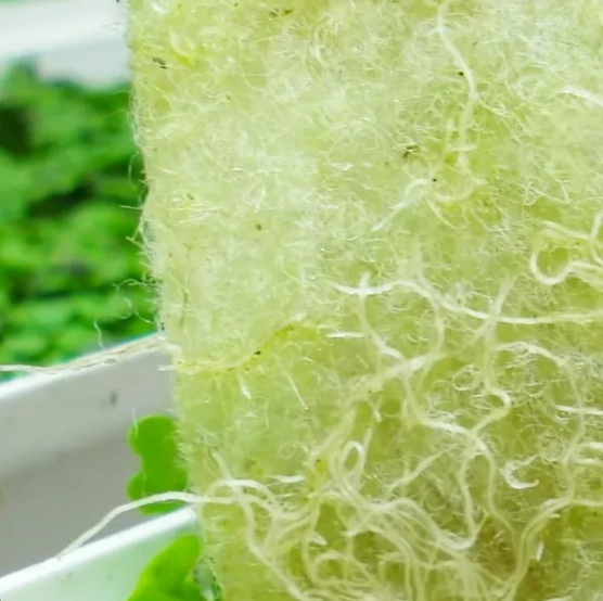 BioStrate, sustrato para microgreens