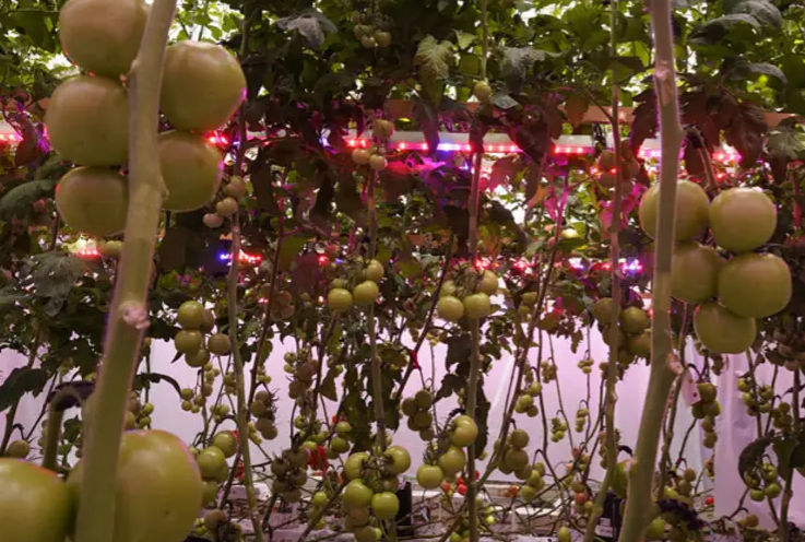 Arize® Integral Intradosel