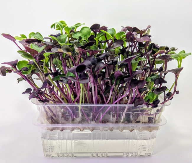 VegBed Rollos de microgreens de fibra de bambú (10″x 100′)