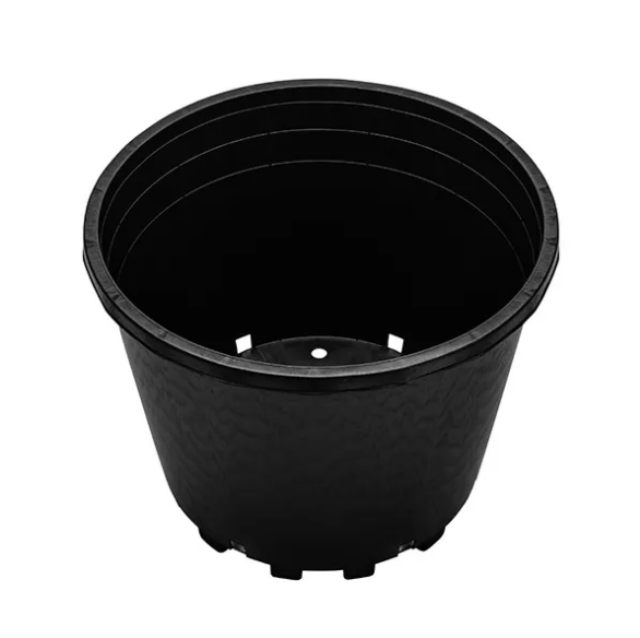 Beekenkamp Blueberries and Blackberry Pots