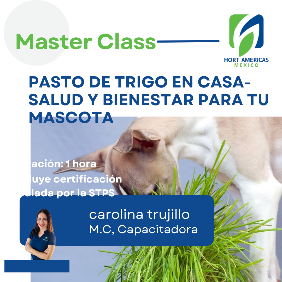 MASTERCLASS: PASTO DE TRIGO EN CASA