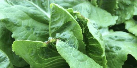 Tip Burn en lechuga 