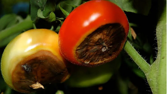 Tomates con necrosis apical (blossom end rot)