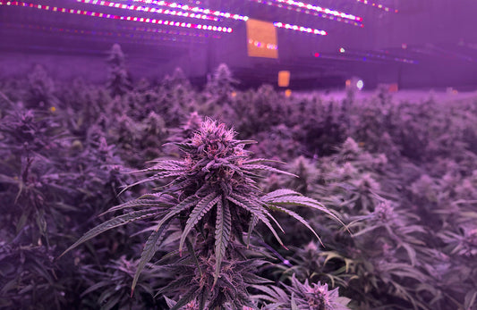cannabis indoor