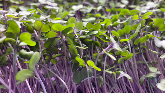 Microgreens (brotes) 