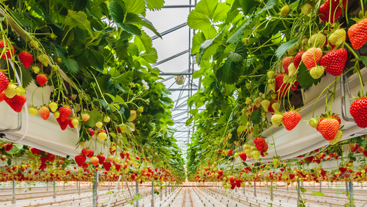 Producción de fresa en ambiente controlado (CEA)