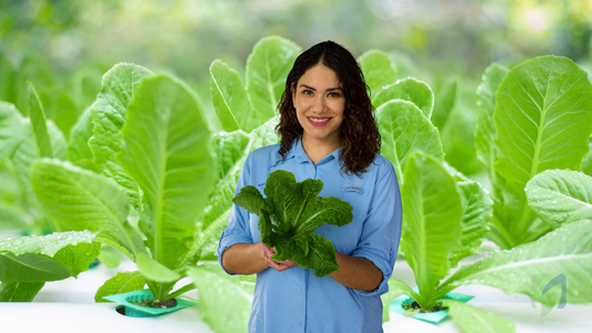 Cultivo hidroponico