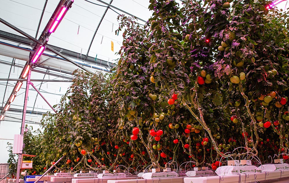 ¿Cómo pueden los grandes productores de ambiente controlado encontrar certeza en mercados inestables?