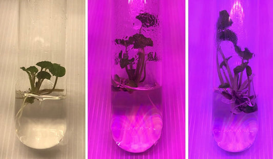 Wasabia japonica crecida con luces de cultivo LED