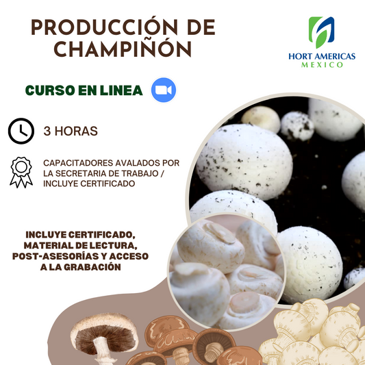 Curso Producción de Champiñón