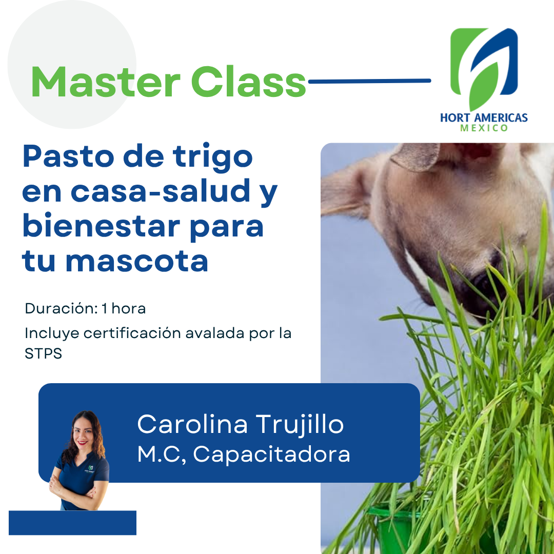 MASTERCLASS: PASTO DE TRIGO EN CASA