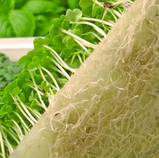 Biostrate Biostrate® Biobased Microgreen Propagation Felt – ASWV