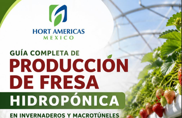 La guía para cultivar fresa hidroponica