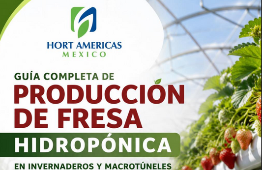 La guía para cultivar fresa hidroponica