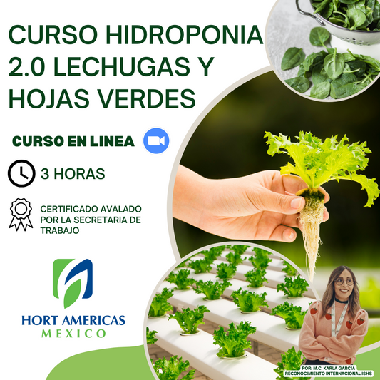 Curso Hidroponía 2.0 Lechugas y Hojas Verdes