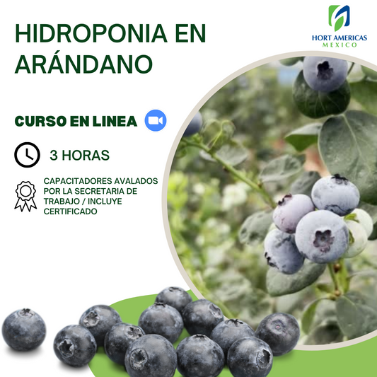 Curso Hidroponía 2.0 en Arándano