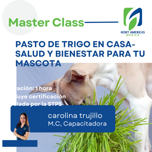 MASTERCLASS: PASTO DE TRIGO EN CASA