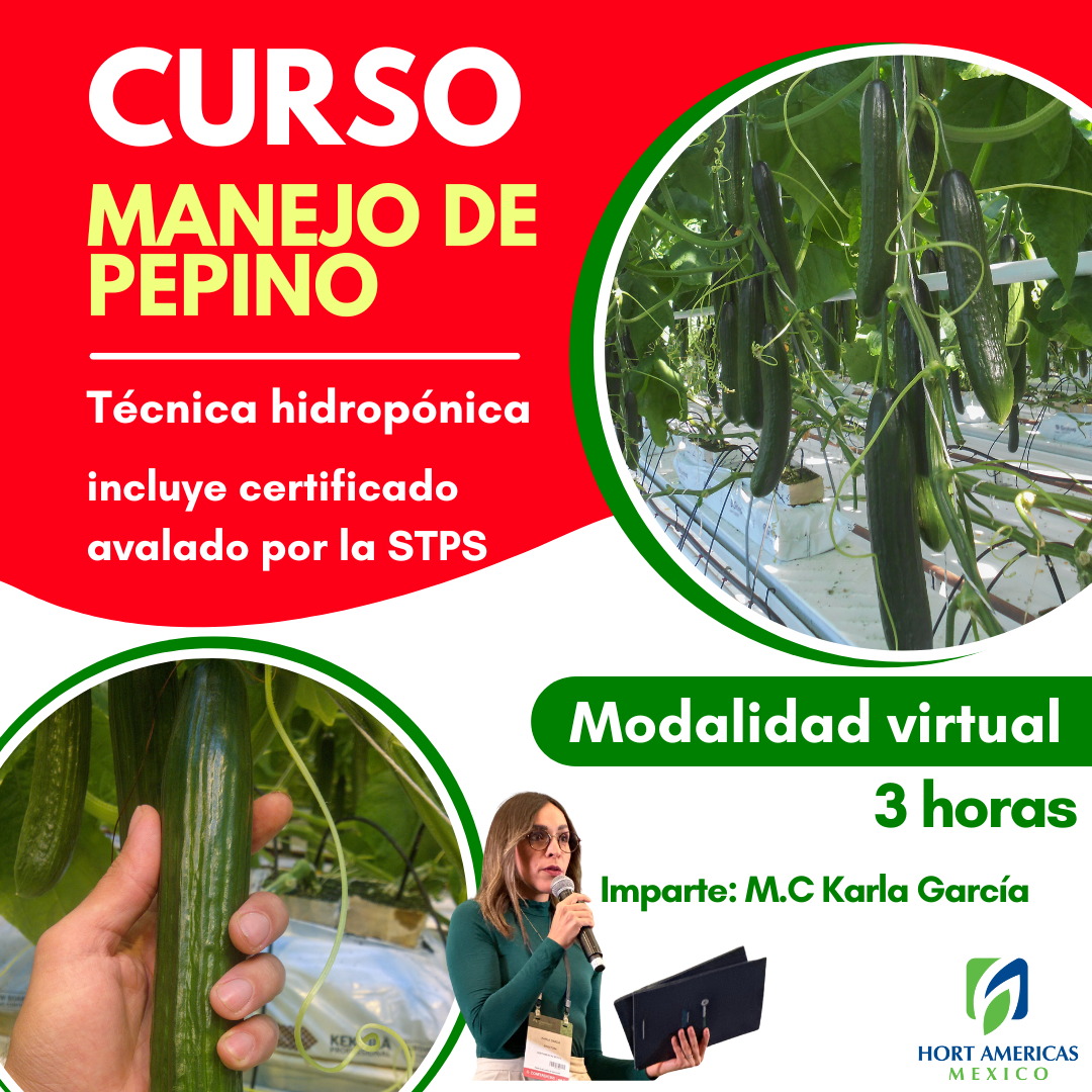 Curso Hidroponia 2.0 Pepino